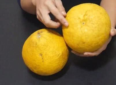 燕子怎麼分公母 柚子的屬性